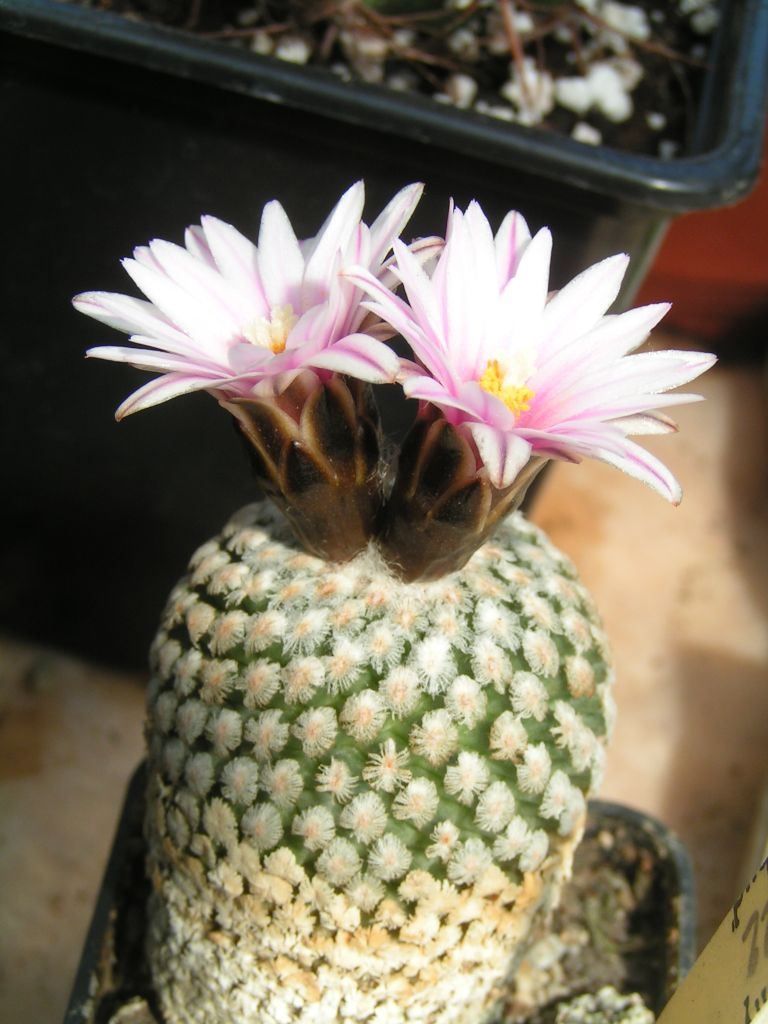 Turbinicarpus valdezianus v. albiflorus